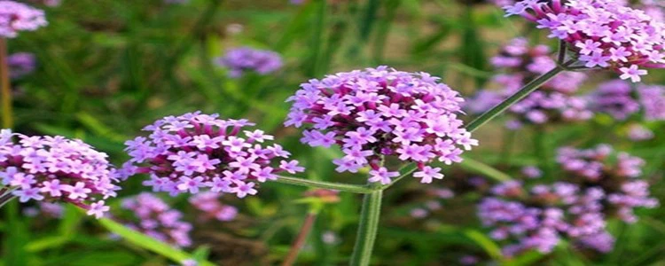 Verbena flower.png